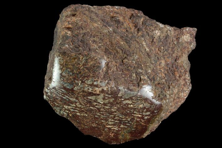 Polished Dinosaur Bone (Gembone) Section - Colorado #96431